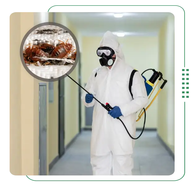 Bed Bugs control service in Dhaka, Bangladesh