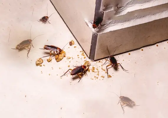 Cockroach control