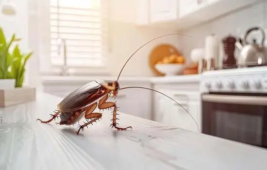 Cockroach Control