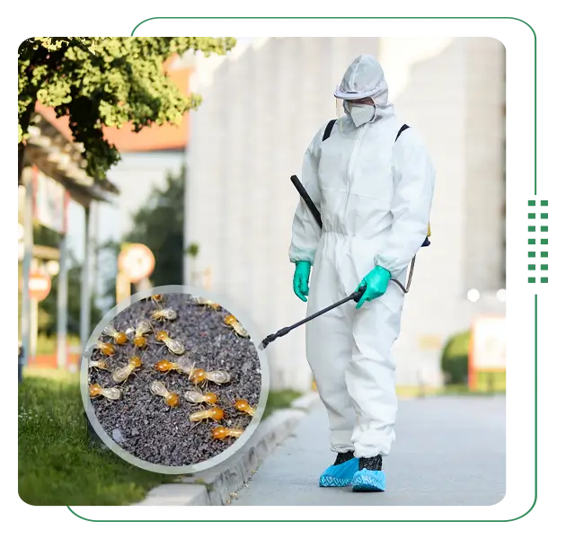 Termite control service in Dhaka