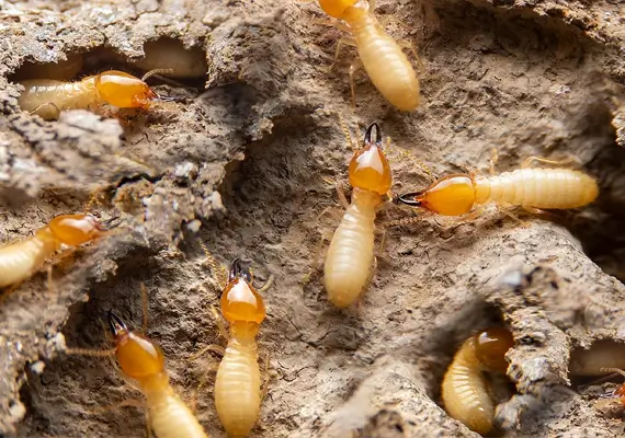 Termite control