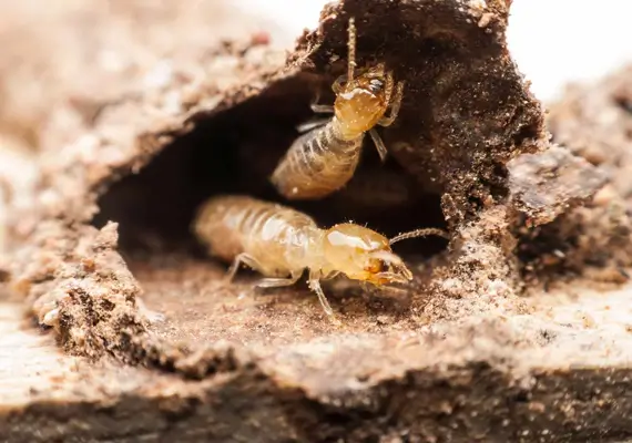 Termite Management service for School