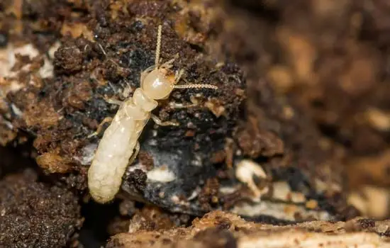 Termite Management