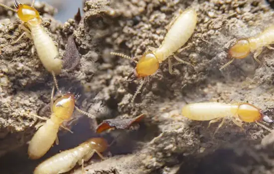 Termite Treatment