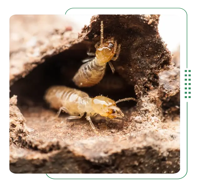 Termites bad effects