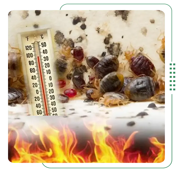 Use high heat to kill bed bugs