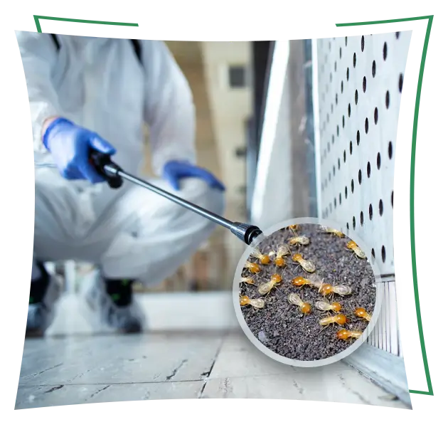 Why need termite control service?